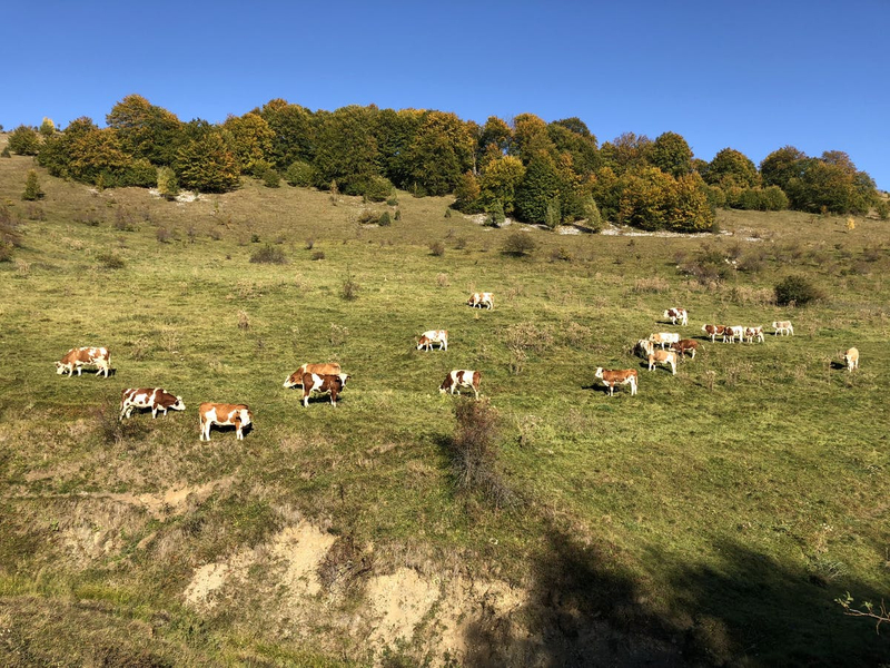 Animale la păscut