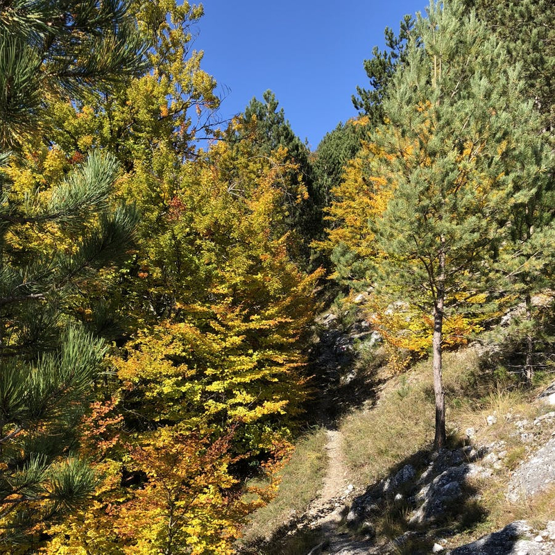 Început de traseu prin pădure